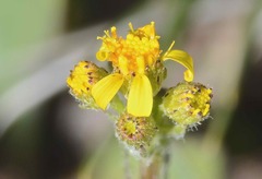 Senecio integerrimus