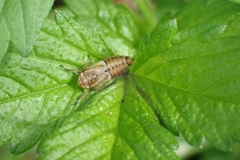 Bathysmatophorinae