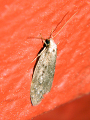 Semioscopis