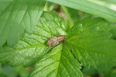 Bathysmatophorinae