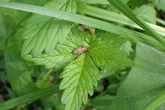 Bathysmatophorinae