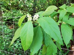 Callicarpa acuminata