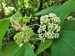 Callicarpa acuminata