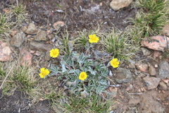 Potentilla concinna