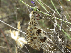 Palpares hispanus
