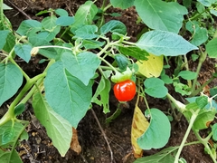 Capsicophysalis potosina