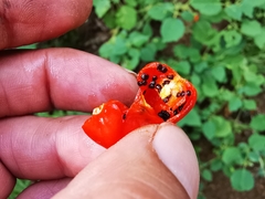 Capsicophysalis potosina