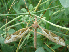 Tipula repanda