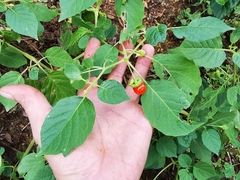 Capsicophysalis potosina