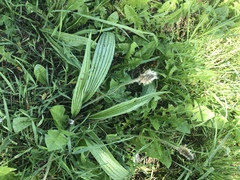 Plantago lanceolata