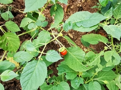 Capsicophysalis potosina