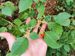 Capsicophysalis potosina