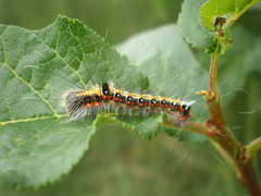 Acronicta tridens