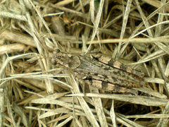 Calliptamus barbarus