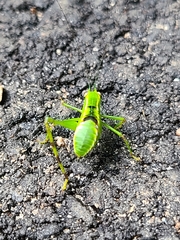 Stilpnochlora couloniana image