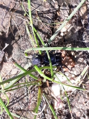 Sphodros niger