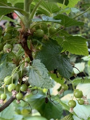 Ribes nigrum