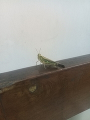 Aiolopus thalassinus