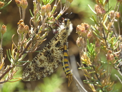 Palpares hispanus