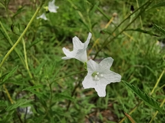 Varronia podocephala