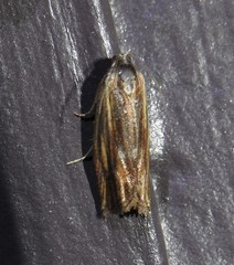 Eucosma radiatana