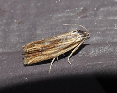 Eucosma radiatana