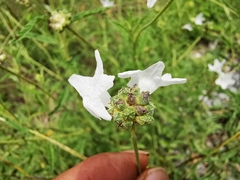 Varronia podocephala