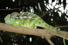 Furcifer verrucosus