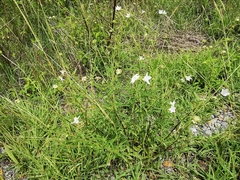 Varronia podocephala