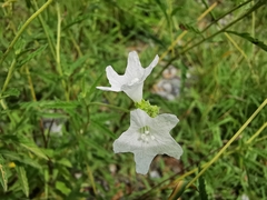 Varronia podocephala
