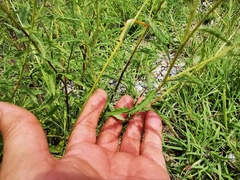 Varronia podocephala