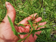 Varronia podocephala