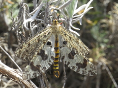 Palpares hispanus