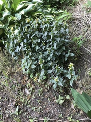 Lamium galeobdolon flavidum