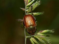 Chaetopteroplia segetum