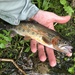 Rio Grande Cutthroat Trout - Photo (c) Dawson White, some rights reserved (CC BY-NC), uploaded by Dawson White