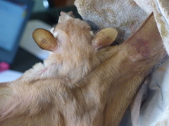 Epomophorus gambianus