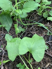 Convolvulus arvensis
