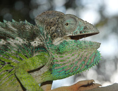 Furcifer verrucosus