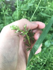 Galium aparine
