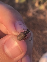 Cicindela tenuisignata