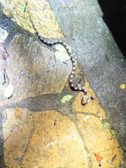 Lycodon futsingensis