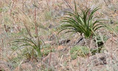 Toxicoscordion venenosum