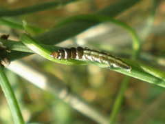 Helcystogramma