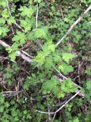 Ribes montigenum