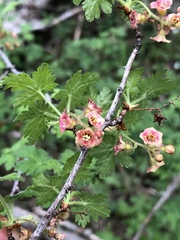 Ribes montigenum