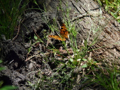 Polygonia satyrus