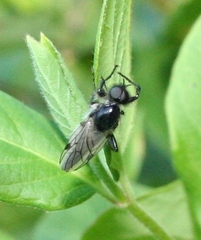 Bibio albipennis