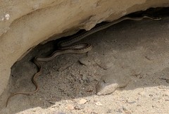 Salvadora hexalepis hexalepis