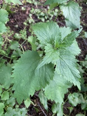 Urtica dioica